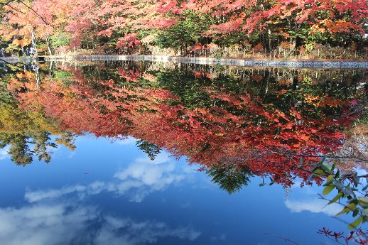 犬と一緒に軽井沢の紅葉観光～雲場池の紅葉は凄かった！～