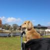 犬と旅行するための準備編のアイキャッチ画像