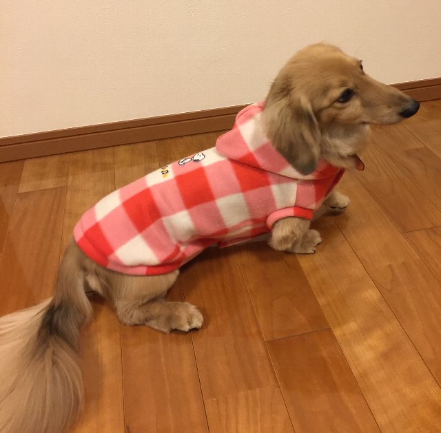 犬にも人間にも優しい犬の洋服の作り方は 犬と幸せに暮らすために