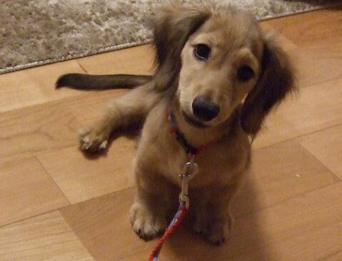 掛け声だけで 犬のいたずらを防ぐ方法は リードを用いたしつけ