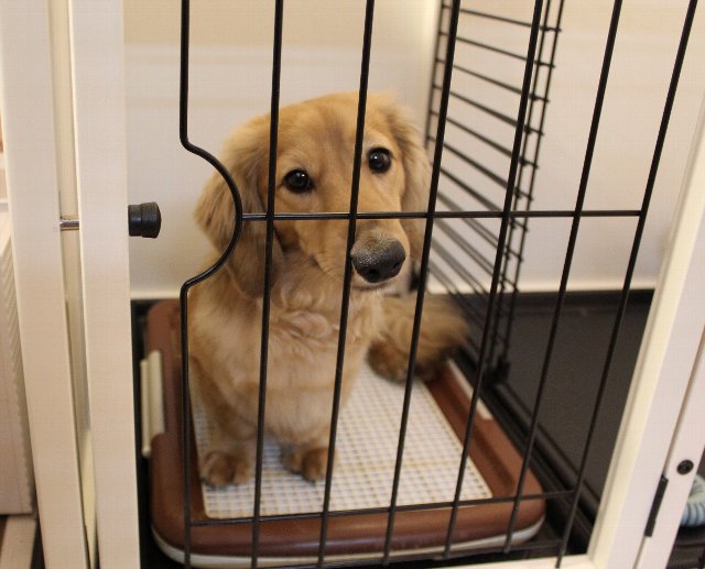 掛け声だけで 犬のいたずらを防ぐ方法は リードを用いたしつけ