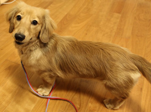 掛け声だけで 犬のいたずらを防ぐ方法は リードを用いたしつけ