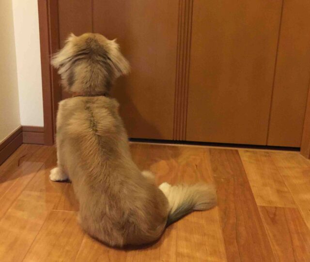 犬の留守番が心配な方の はじめてのペットカメラの選び方