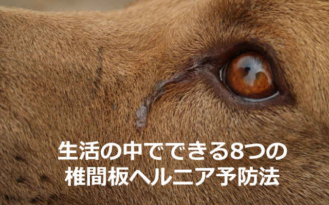 愛犬の椎間板ヘルニアが心配な方へ 生活の中でできる8つの予防法を紹介します 愛犬の椎間板ヘルニアが心配な方へ 生活の中でできる8つの予防法を紹介します