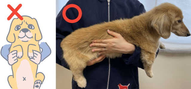 愛犬の椎間板ヘルニアが心配な方へ 生活の中でできる８つの予防法を紹介します