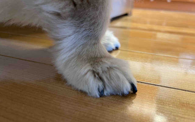 犬の爪