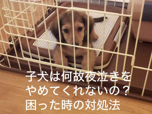 子犬は何故夜泣きをやめてくれないの 困った時の対処法