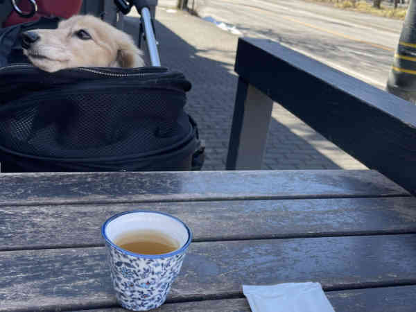 軽井沢で何を食べよう 犬連れにも優しい軽井沢のお洒落な蕎麦屋 川上庵 を紹介します