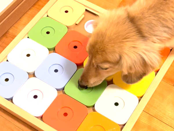 犬の知育玩具「DOG'S SUDOKU」トライ1