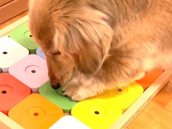 犬の知育玩具「DOG'S SUDOKU」トライ3