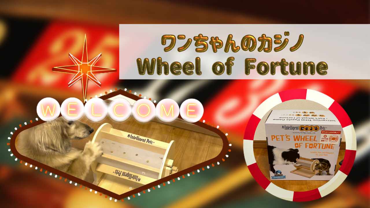 ワンちゃんのカジノ！知育玩具Wheel of Fortune（ガラガラポン）を使って遊んでみた