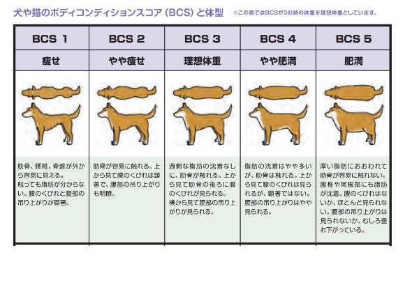犬のダイエット方法_BCS