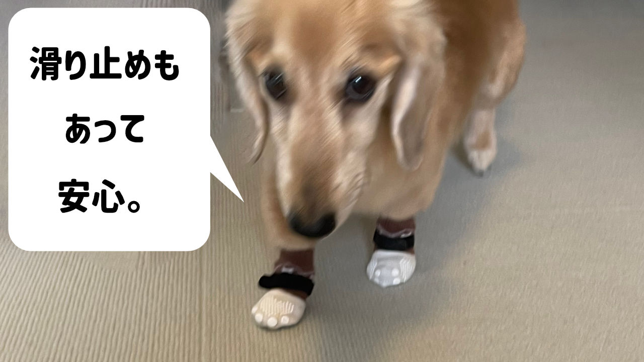エリザベスカラーだけじゃない！保護バンドの選びかた_挿入5